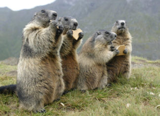 Marmotas en EEUU