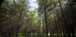A Xunta prohíbe as queimas agrícolas particulares polas condicións climatolóxicas