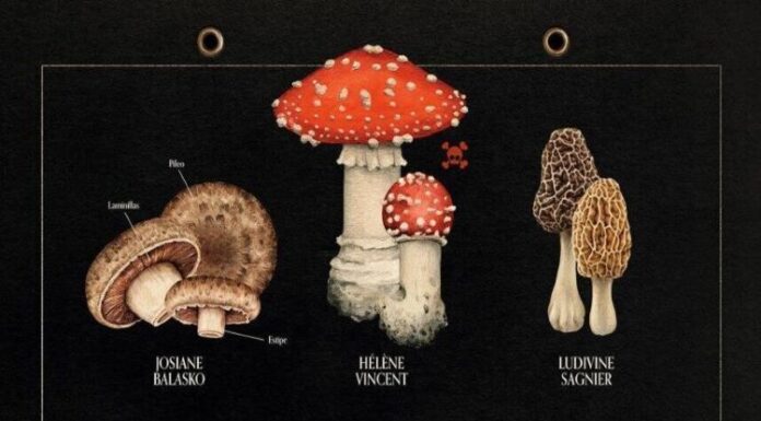 Cine Club proxecta este venres a película francesa “Cando cae o outono” no Auditorio do Carballiño