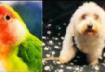 Avelino Muleiro: “O derradeiro suspiro entre as miñas mans “