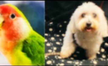 Avelino Muleiro: “O derradeiro suspiro entre as miñas mans “