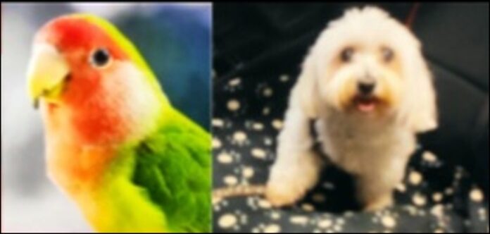 artigo avelino portada