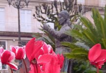 Novas plantas florais adornan neste Nadal prazas e rotondas do casco urbano do Carballiño