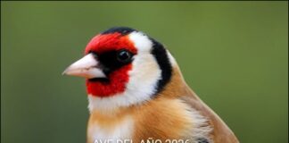 Pablo A. Guillén: “O ano do xílgaro”