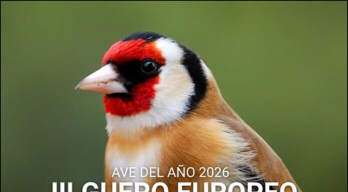 Pablo A. Guillén: “O ano do xílgaro”