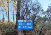 Medio Ambiente defende as batidas do xabaril no Ribeiro “para minimizar os danos” que causa nos viñedos