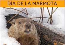 2 de febreiro ” Día internacional da marmota “