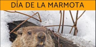 2 de febreiro ” Día internacional da marmota “