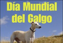 1 febreiro : Día internacional do galgo