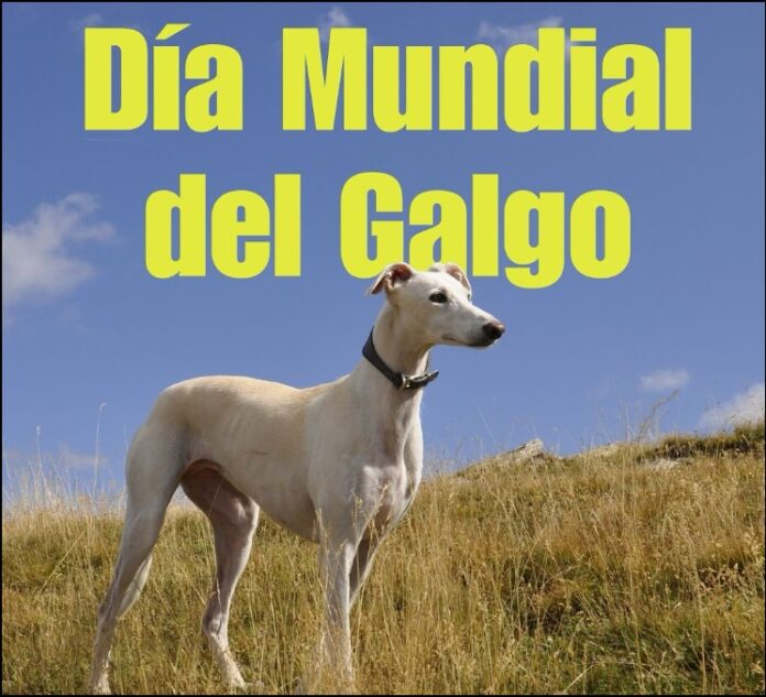 galgo