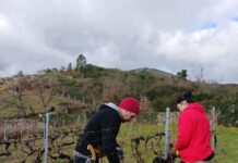 Xinzo e Monterrei acollen un curso do Inorde sobre poda rexenerativa en viñedos para prolongar a súa vida útil