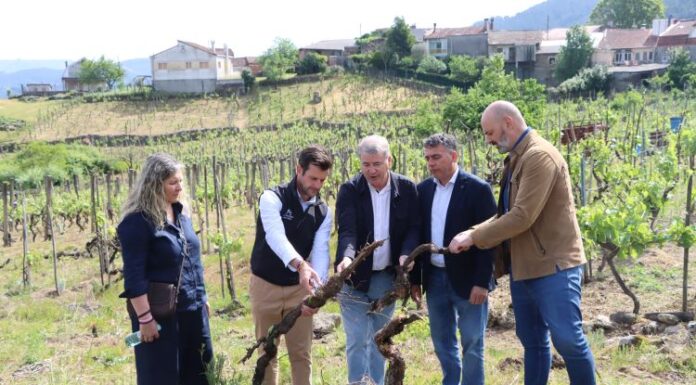 A Xunta abre a convocatoria para a replantación e reconversión de viñedos, dotada con 4 millóns de euros