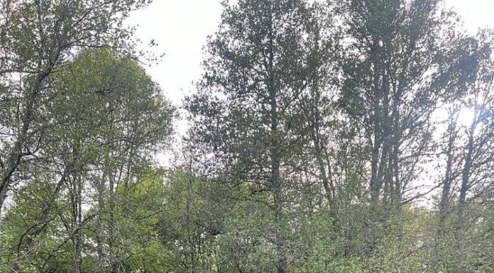 Un home foi rescatado tras caer ao río Silvaboa na parroquia da Canda, en Piñor