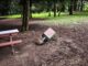 O Concello do Carballiño lembra á veciñanza as normas de uso responsable do Parque Municipal